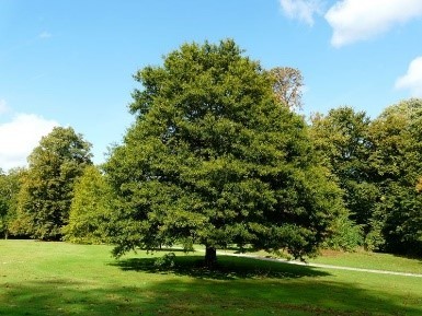 Alberi in pianura Alberi in pianura