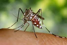 WEST-NILE VIRUS – Rafforzamento delle misure di prevenzione
