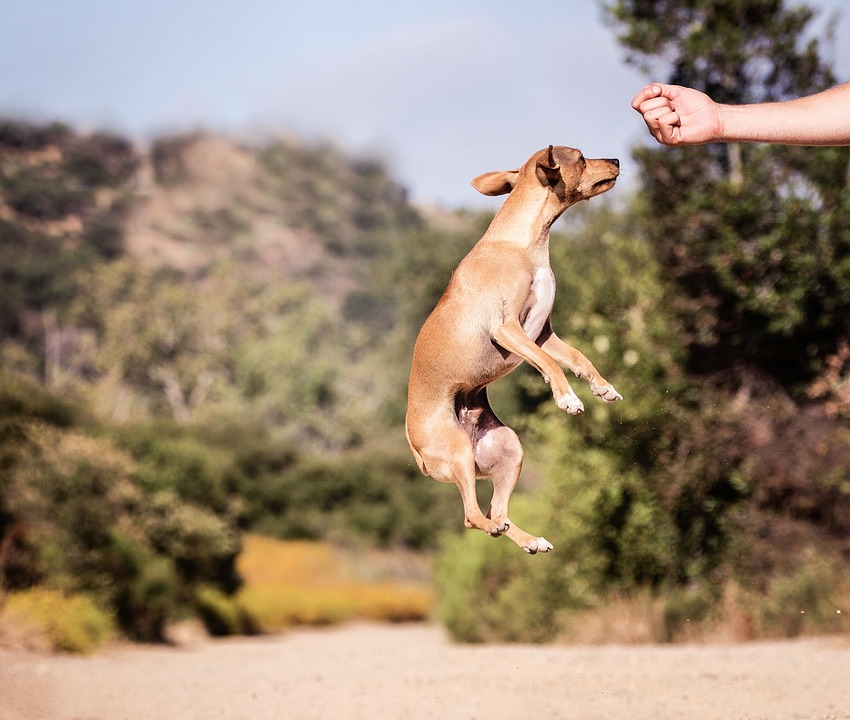 Dog Dance - Campionati Europei a Cavaion - 19/22 Settembre 2019