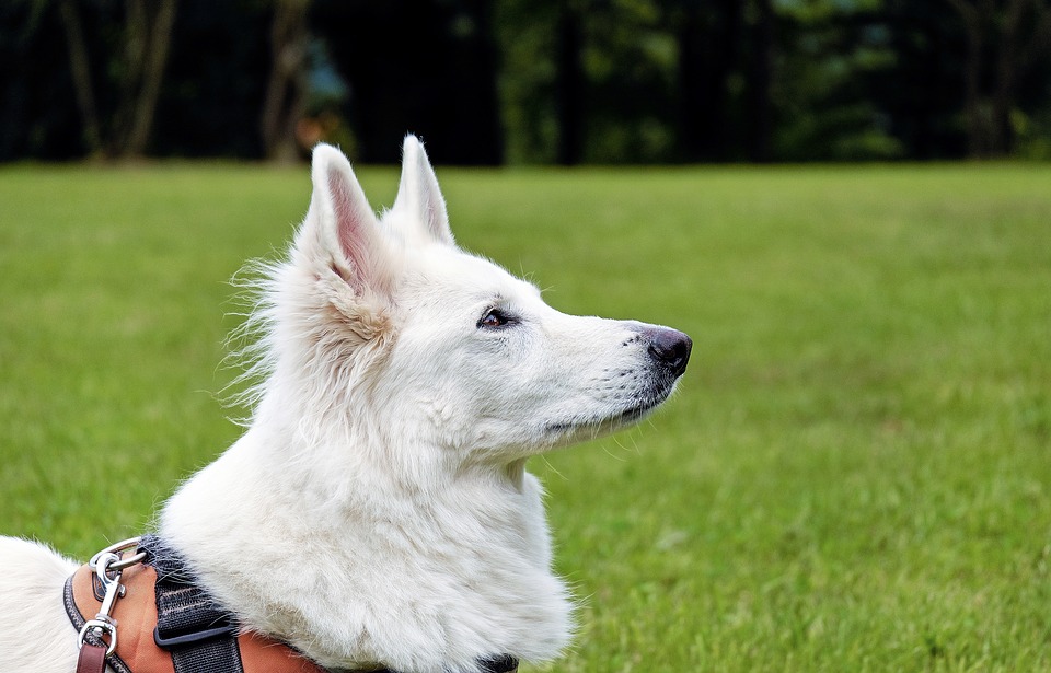 Presentazione del libro "A spasso con il cane"